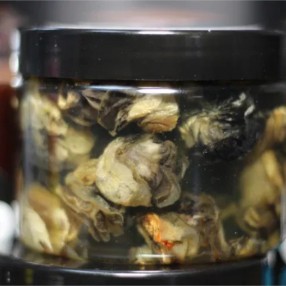 Ślimaki Subgrubs Slakken