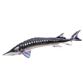 Pluszak/ Poduszka Jesiotr 120cm