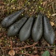 Ciężarek Fox Edges Heli Lead Distance 3.5oz / 100g