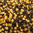 Mix L Ziaren Carp Seeds Konopie Łubin 1kg