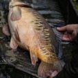 Mata Nash Carp Care Pop Up Mat Camo