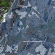 Narzuta Na Fotel Nash Indulgence Universal Chair Waterproof Cover Camo