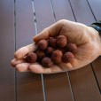 Wafters Dudi Bait Mister Dudi Jumbo Dumbell 24mm
