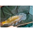 Worek Karpiowy Nash Carp Care Retainer Sling Camo