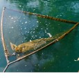Podbierak Nash Scope OPS Retract Landing Net 42"