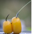 Przypony Matrix X3 Power Carp Edge 15cm Rigs - 10