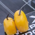 Przypony Matrix X3 Power Carp Edge 15cm Rigs - 10