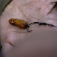 Orzech Tygrysi Haczykowy Munch Baits - Jumbos in Cola 